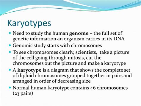 chapter 14 the human genome making karyotypes Reader