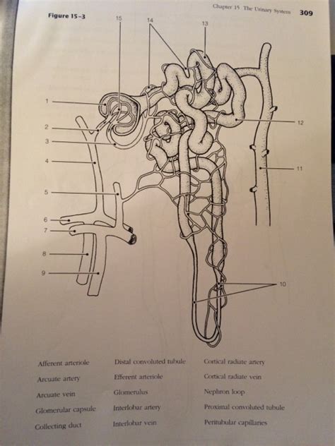 chapter 15 the urinary system answer key PDF