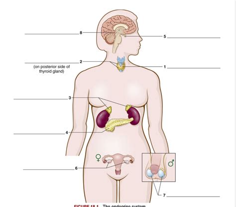 chapter 18 endocrine system quizlet Reader