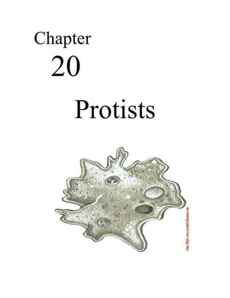 chapter 20 protists answer keys PDF