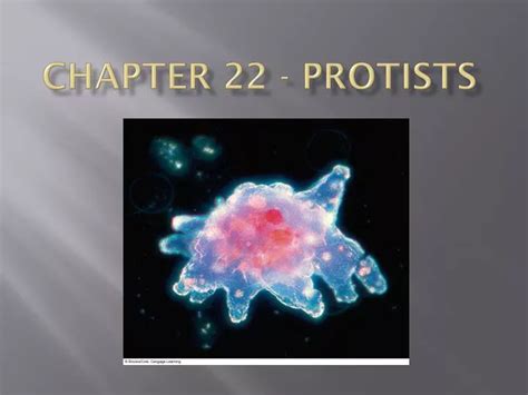 chapter 22 protists directed reading Doc