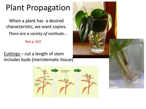 chapter 24 reproduction of seed plants vocabulary review PDF