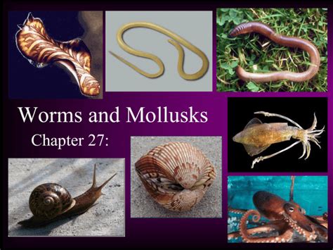 chapter 27 worms and mollusks Doc