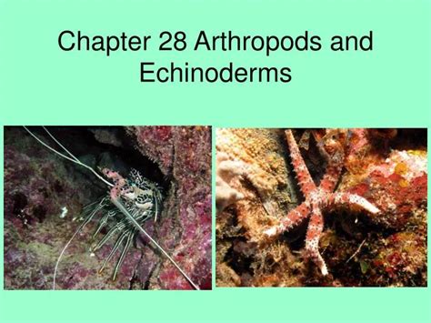chapter 28 arthropods and echinoderms se Reader
