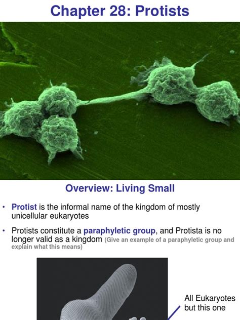 chapter 28 protists answers Epub