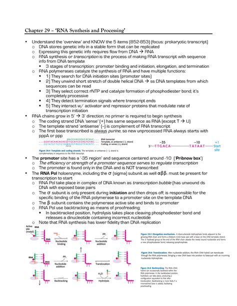 chapter 29 rna synthesis and processing PDF