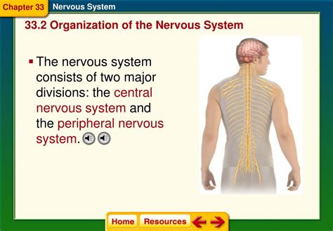 chapter 33 nervous system csec academics Doc