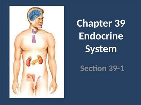 chapter 39 the endocrine system PDF