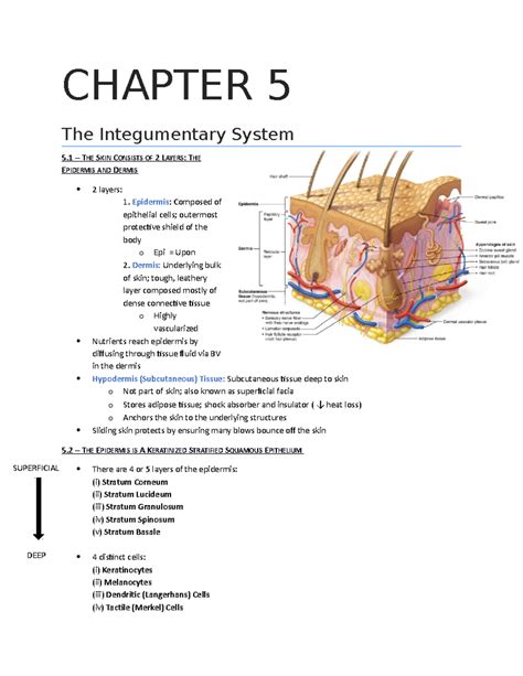 chapter 5 integumentary system worksheet Doc