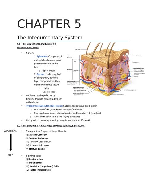 chapter 5 the integumentary system packet answers PDF