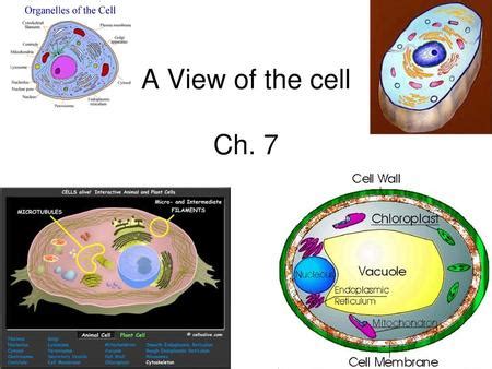 chapter 7 a view of the cell worksheet Doc