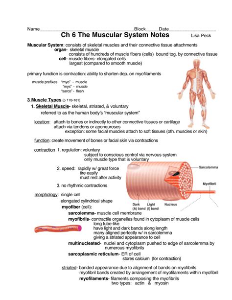 chapter 7 the muscular system wranatomyclass Epub