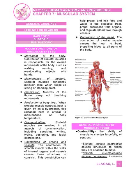 chapter 7 the muscular system wranatomyclass Epub