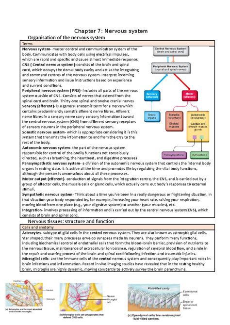 chapter 7 the nervous system Epub