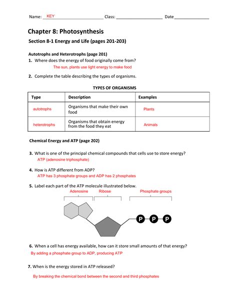 chapter 8 photosynthesis answers Doc