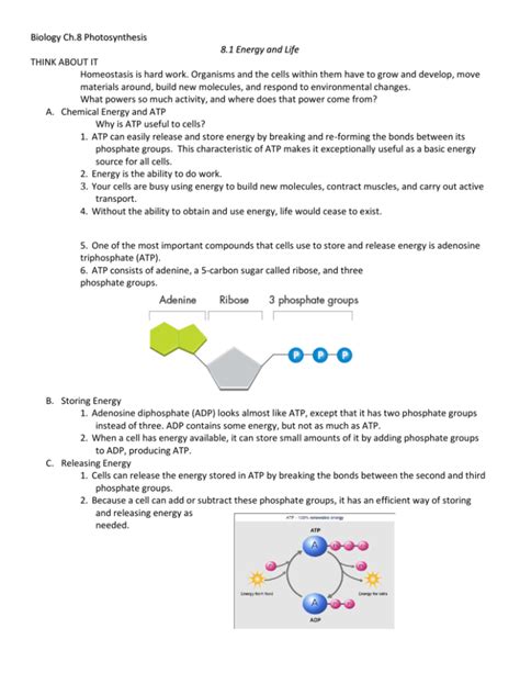 chapter 8 photosynthesis vocabulary review page 94 Epub