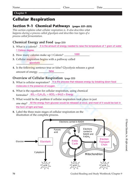 chapter 9 cellular respiration worksheet answers Kindle Editon