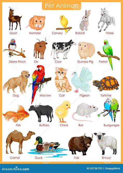 Chart Of Pet Animals