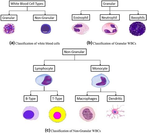 Chart Of White Blood Cells