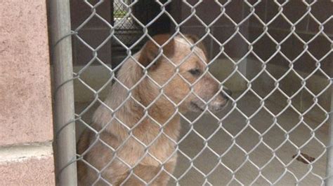 chatham county nc animal shelter