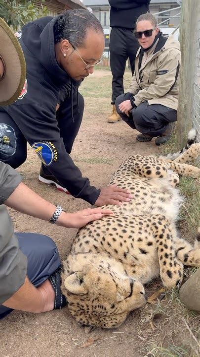 cheetahs race against extinction Epub