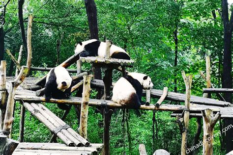 chengdu research base of giant panda breeding in china