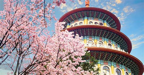 cherry blossom in taipei