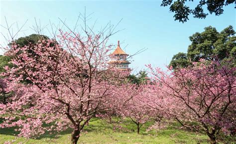 cherry blossom in taiwan