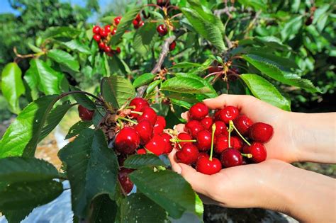 cherry picking in ct