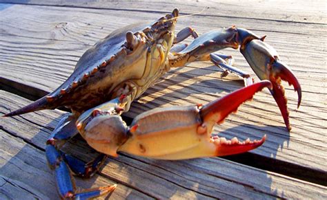 chesapeake bay crabs Reader