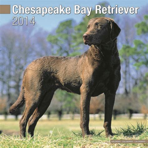 chesapeake bay retrievers 2014 wall calendar PDF