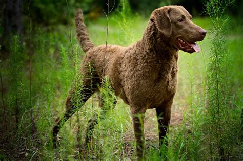 chesapeake bay retrivers