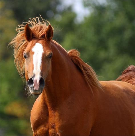 chestnut arabian horse