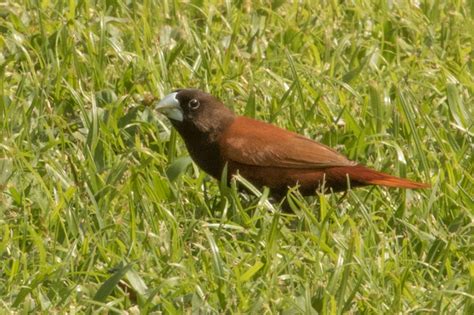 chestnut munia