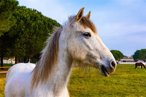 cheval camarguais 2016 beaute semi sauvage Epub