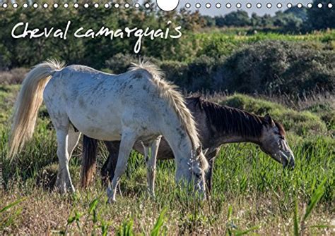 cheval camarguais 2016 beaute semi sauvage Epub