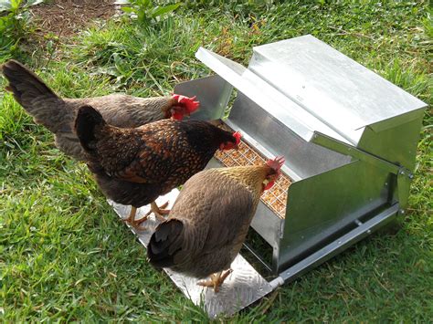 chicken feeders