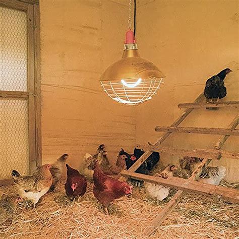 chicken heater light