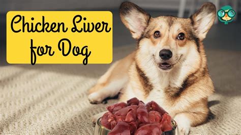 chicken liver for dogs