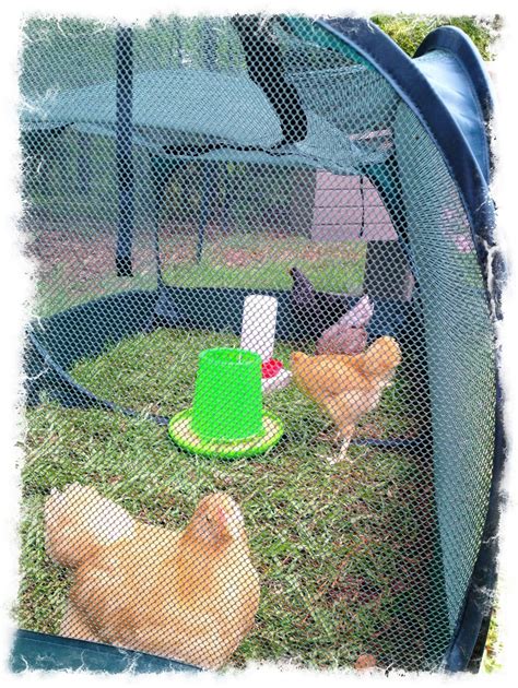 chicken tent