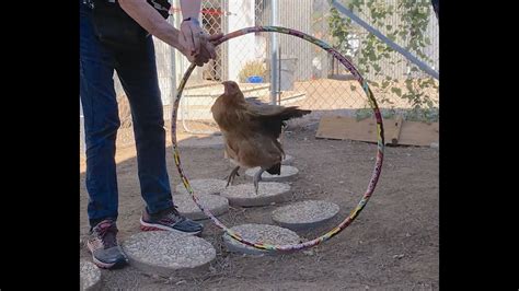 chicken training