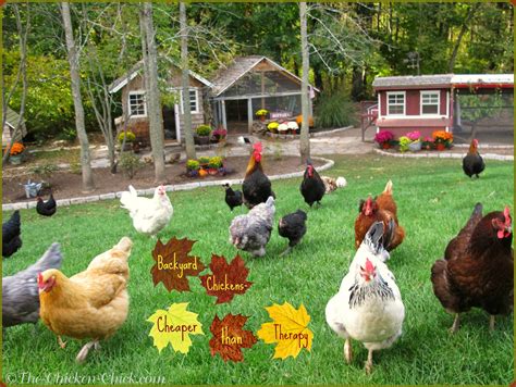 chickens for the backyard homesteader gardening PDF