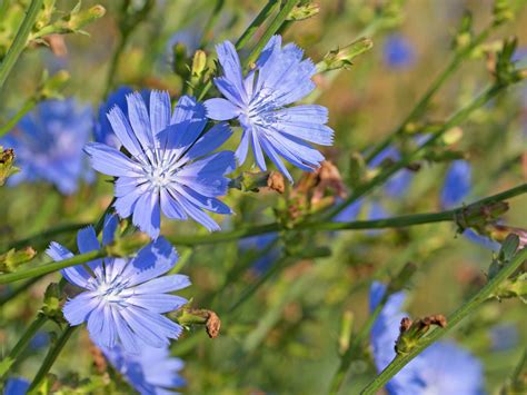 chicory pictures