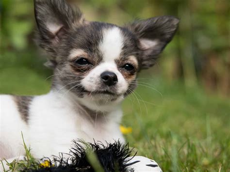 chihuahua &amp; yorkshire terrier