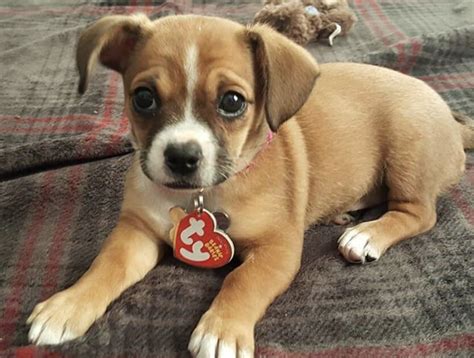 chihuahua and boxer mix