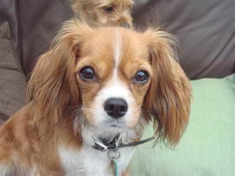 chihuahua and cavalier king charles spaniel mix