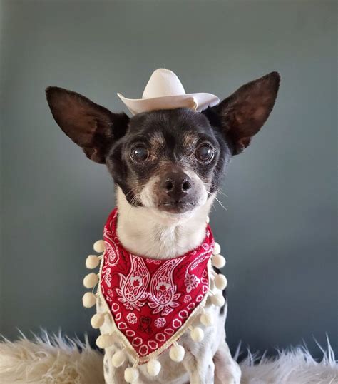 chihuahua costumes