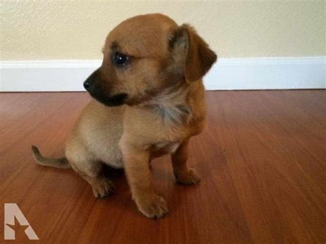 chihuahua dachshund mix for sale