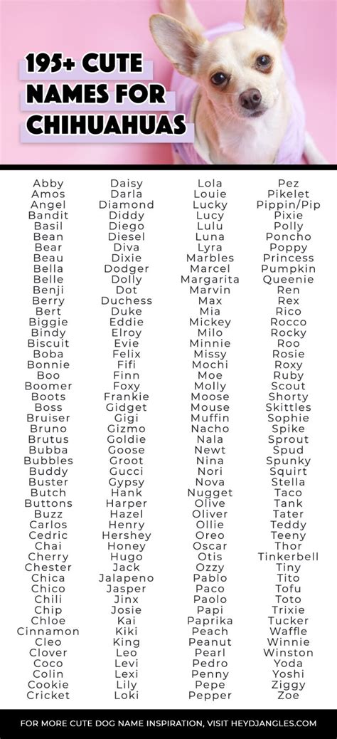 chihuahua dog names