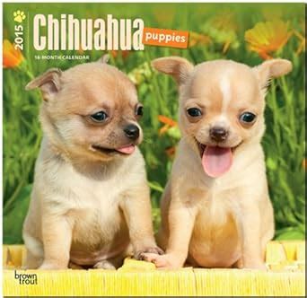 chihuahua puppies 2015 square 12x12 multilingual edition PDF